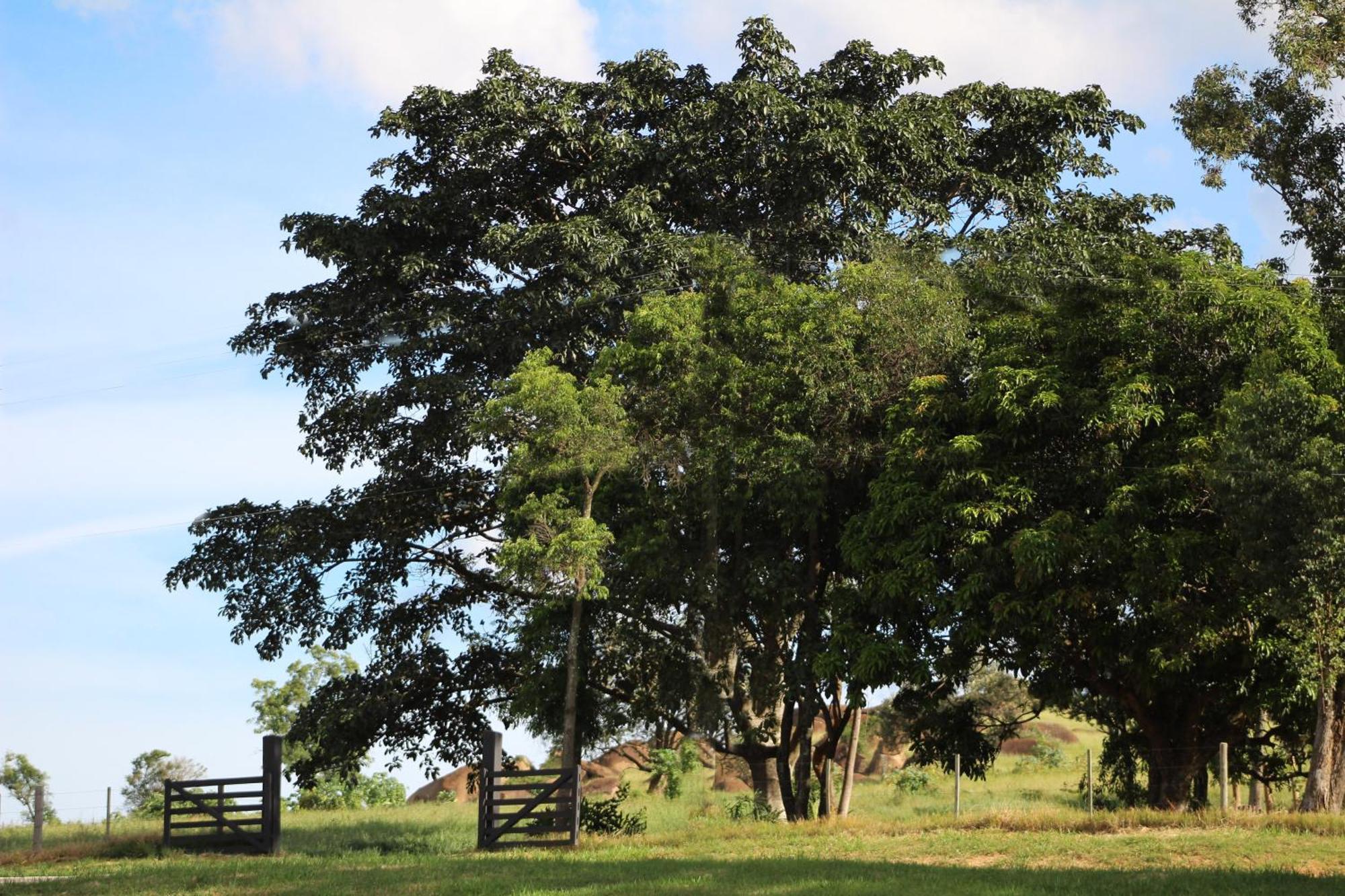Limoeiro Da Concordia Hotel Fazenda De Charme Cabreúva المظهر الخارجي الصورة